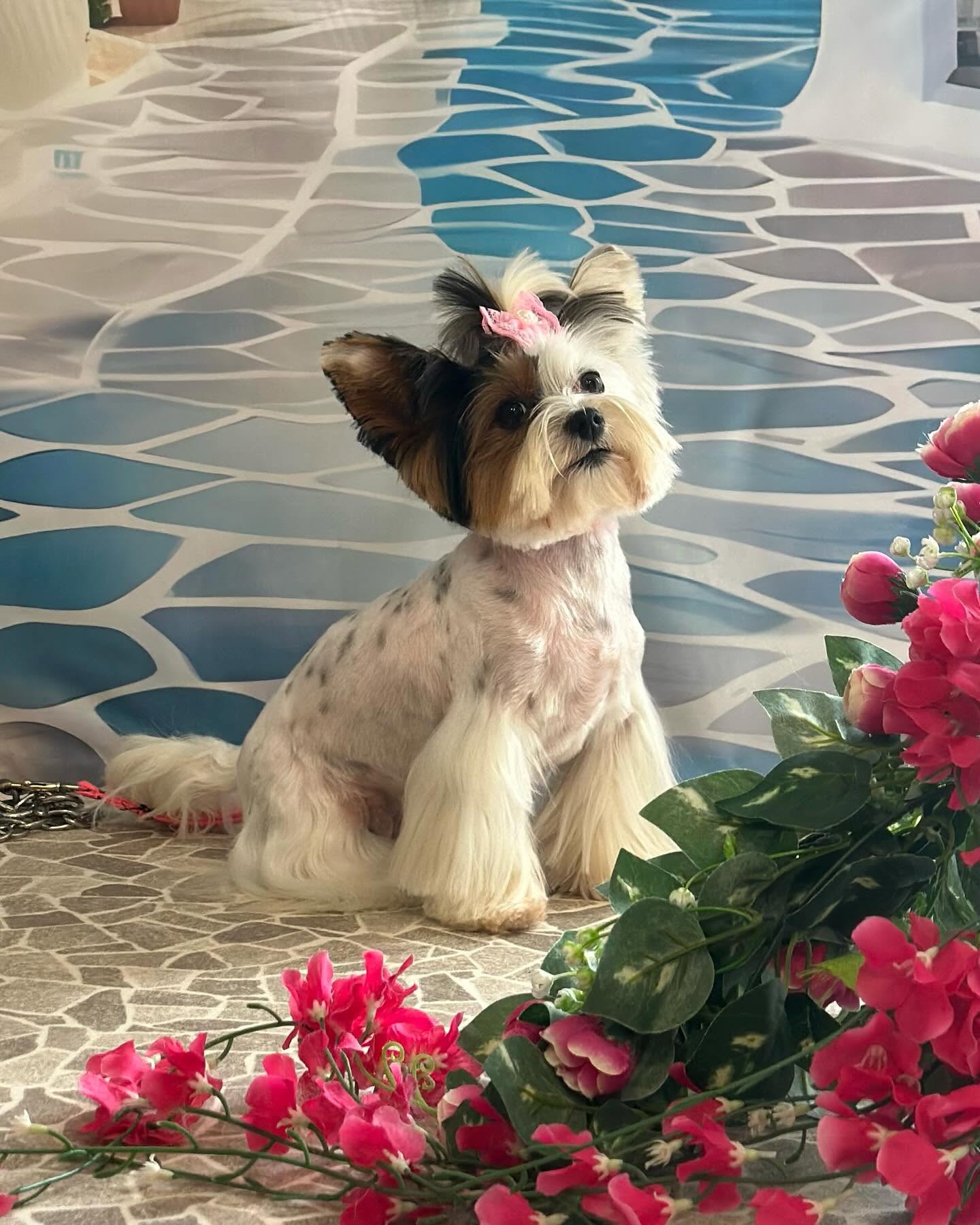 Yorkie with pink bow after grooming