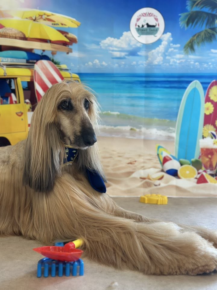 Afghan hound with silky coat on a beach set