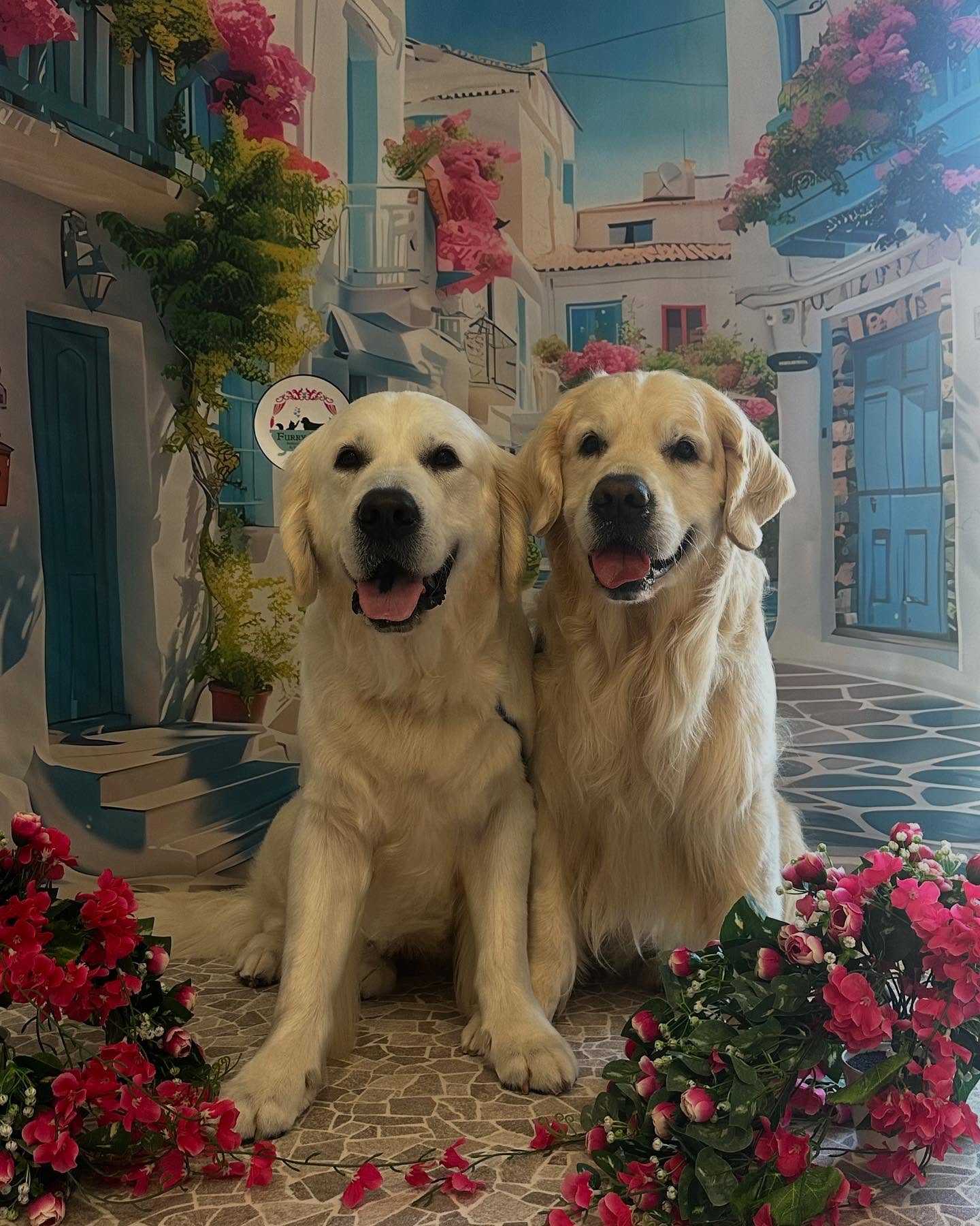 Two golden retrievers freshly groomed
