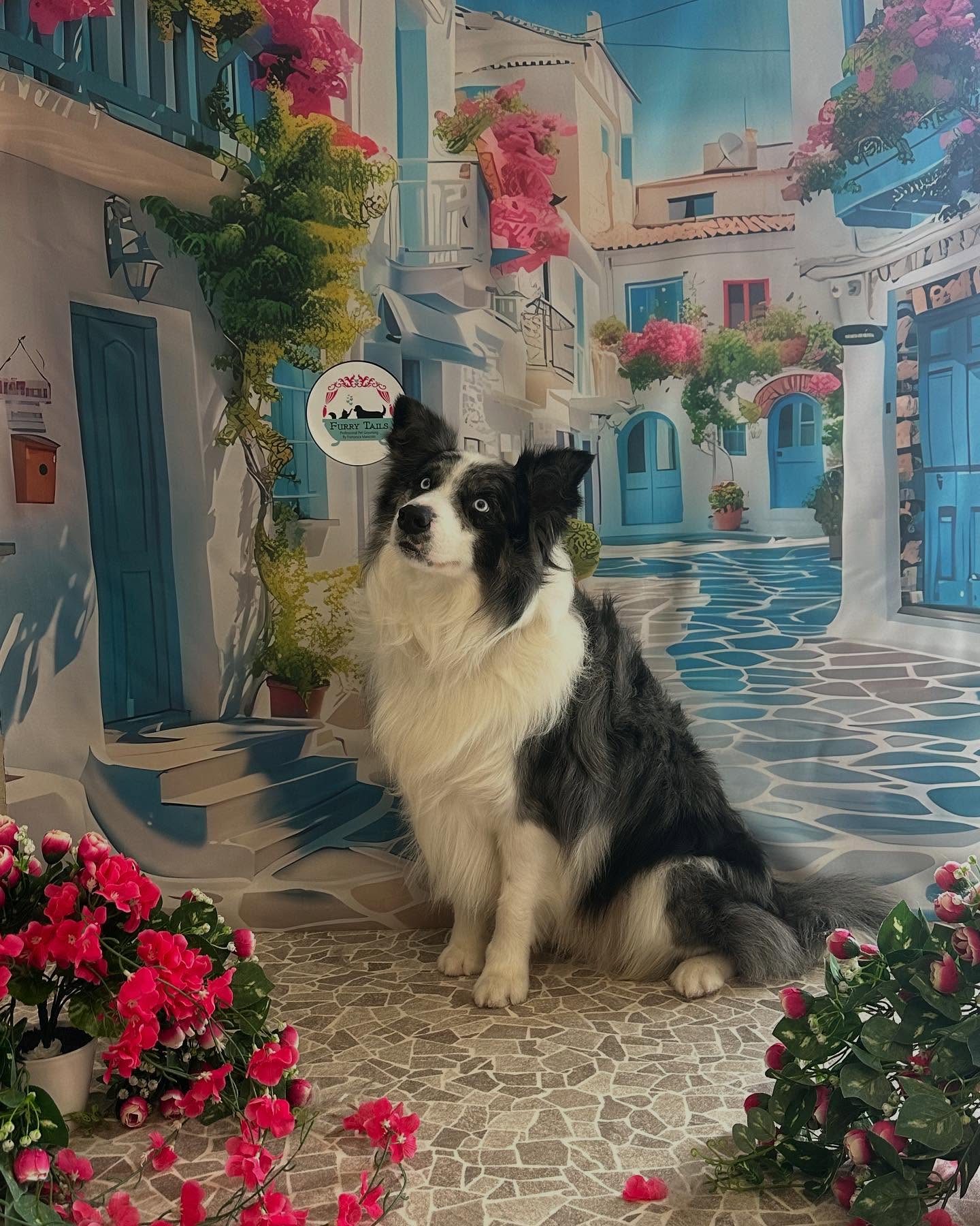 Border collie groomed with a Mediterranean backdrop