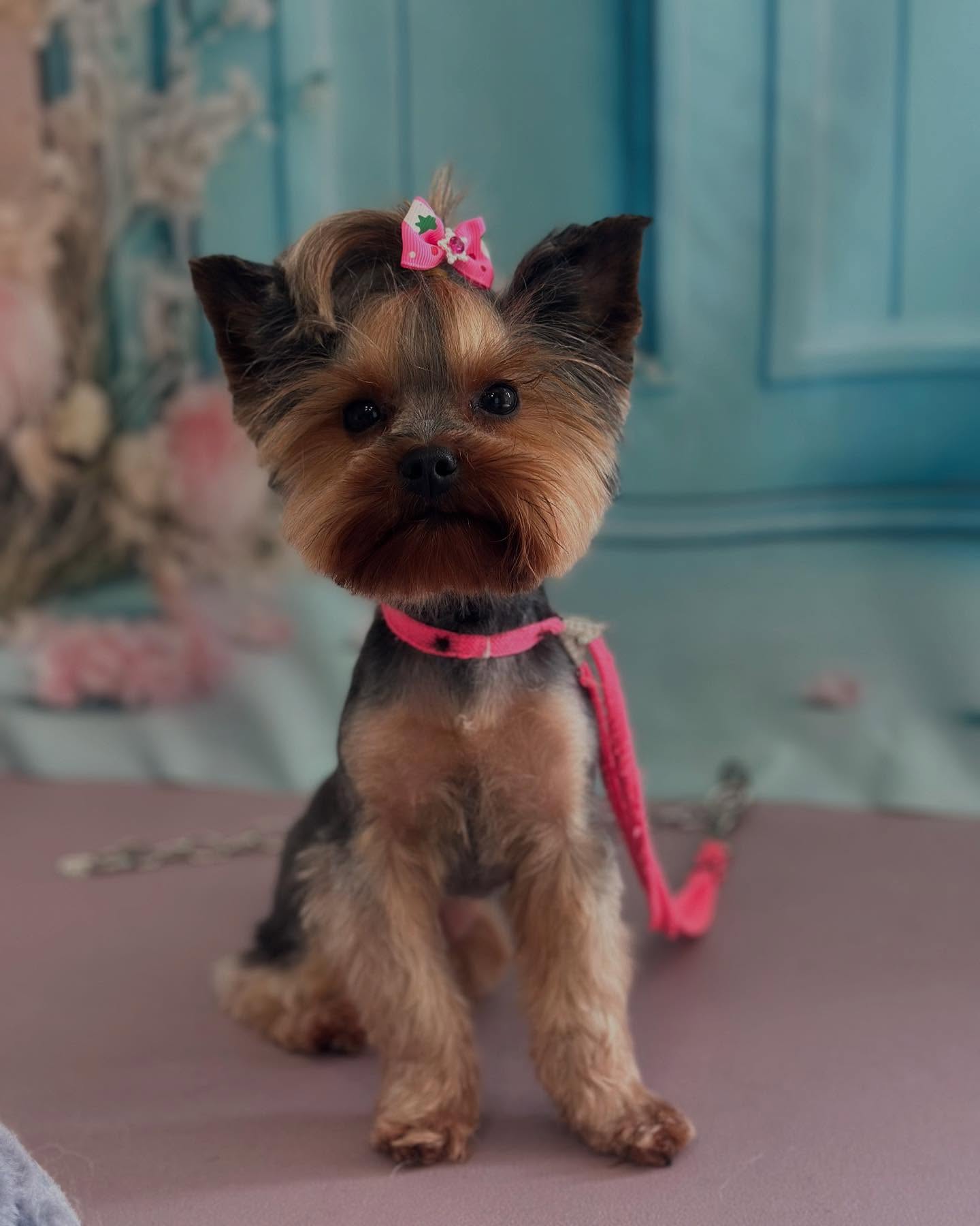 Yorkshire terrier posing after a trim