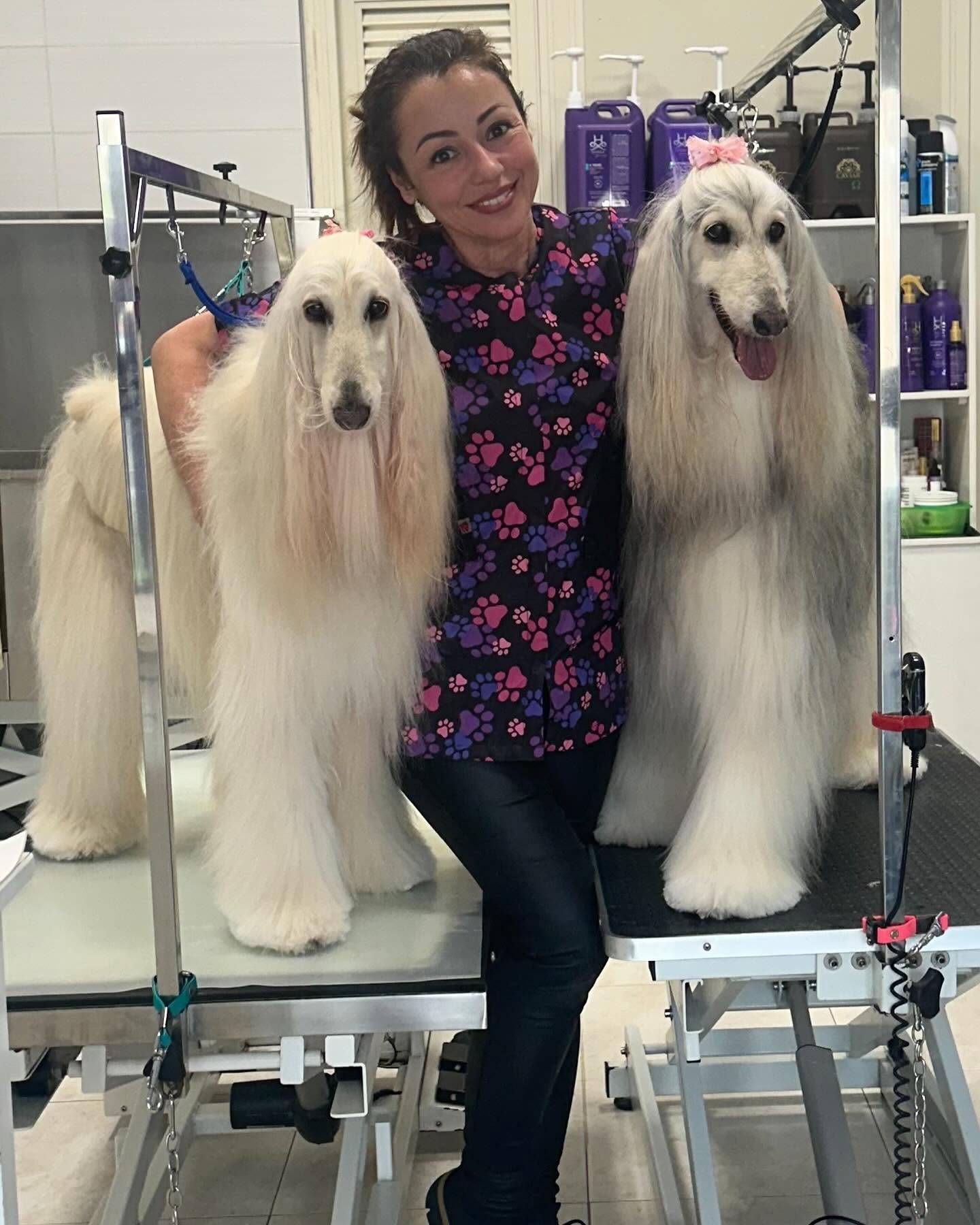 Francesca with two beautifully groomed Afghan hounds