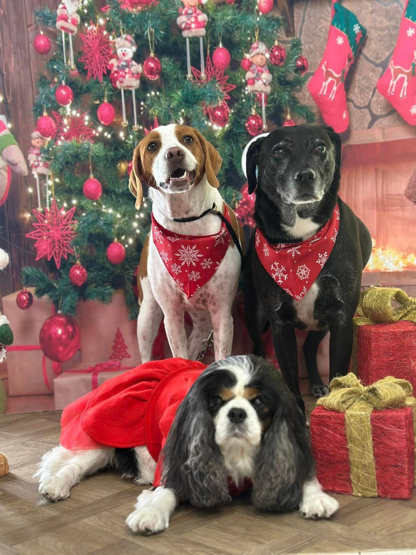 Three dogs in festive bandanas at Christmas